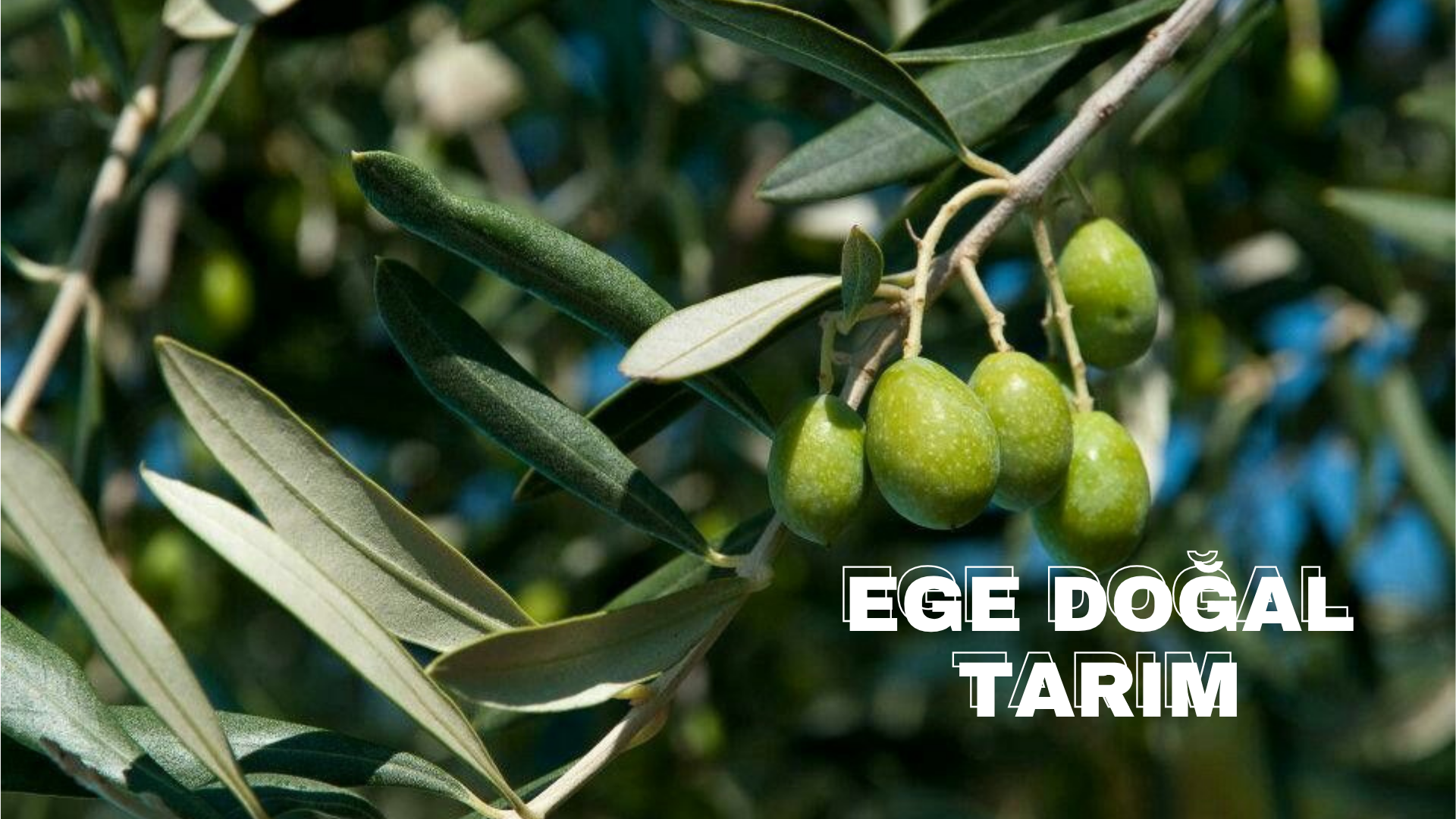 Anasayfa egedoğaltarım
